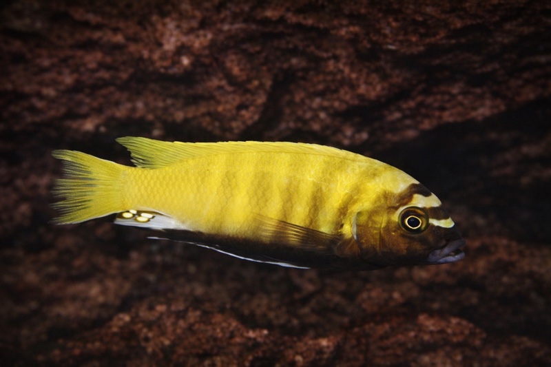 Maylandia sp. 'zebra gold' Kakusa